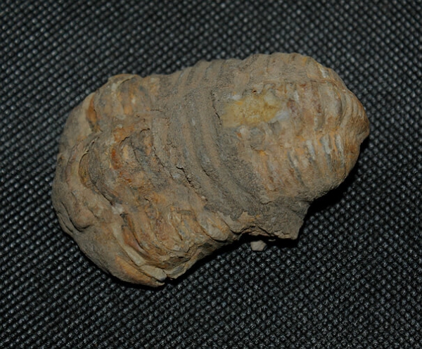 Trilobit Calymene